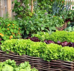 Important Things To Know About Vegetable Garden Soil